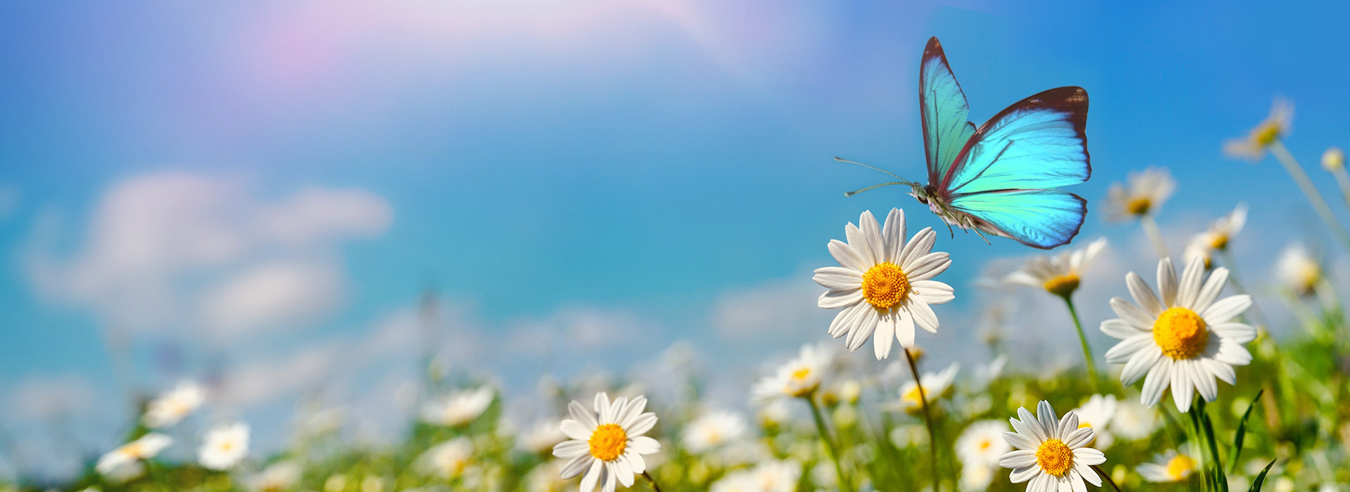turquoise butterfly on daisies