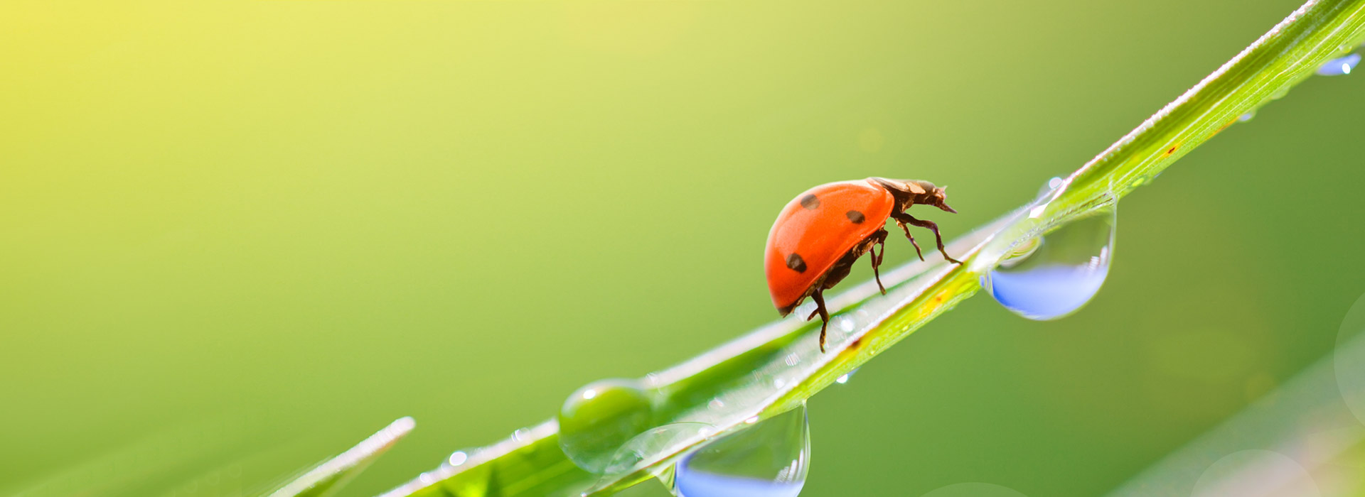 ladybird on a blade of grass with drops of water